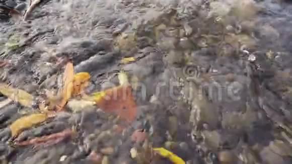 树叶在水流中缓慢地漂浮视频的预览图