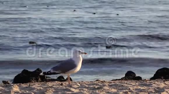 海鸥沿着沙质的海岸散步一阵清新的微风吹过视频的预览图