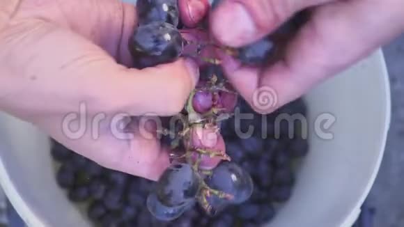 酿酒师的工作家里的酒用手捏葡萄视频的预览图