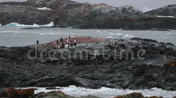 阿德利企鹅站在海洋中的岩石上安德列夫视频的预览图