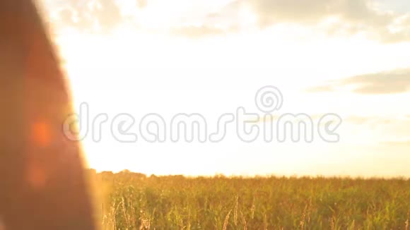 男女牵手麦田走进美丽的夕阳视频的预览图