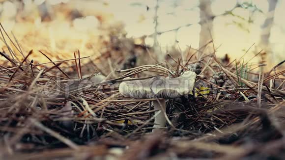 秋天在森林里采食蘑菇的女人头菇或头菇视频的预览图