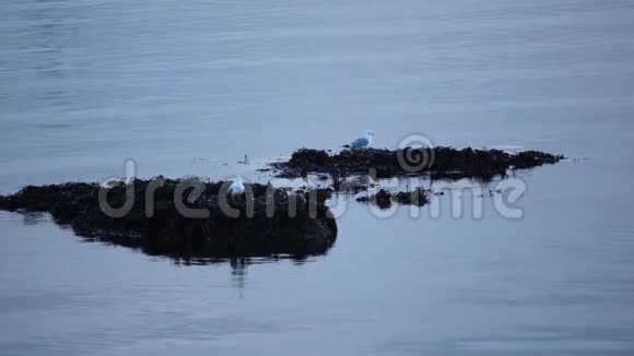 海鸥栖息在小海岛上视频的预览图