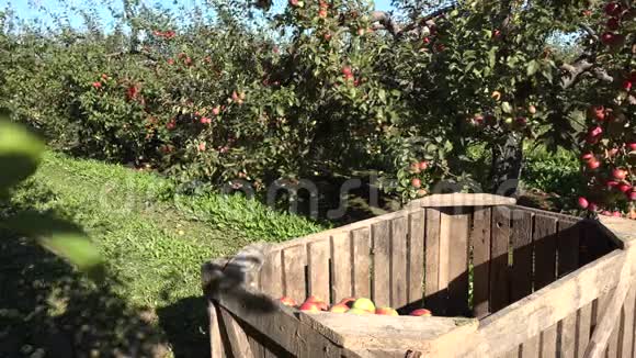 果园农场里有苹果和果树的集装箱4K视频的预览图