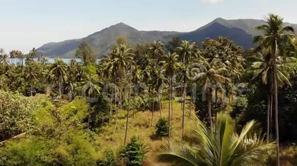 空中无人机景观岛屿景观椰子棕榈种植园泰国自然田园天堂场景山区视频的预览图