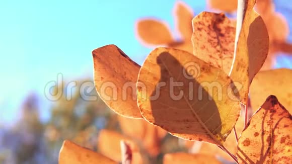 特写红树叶黄秋林和蓝天在柔和中聚焦背景美丽的秋天视频的预览图