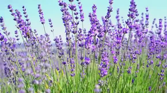 特写淡紫色花朵的平底锅镜头薰衣草花田和蓝天背景上的柔和焦点薰衣草花视频的预览图