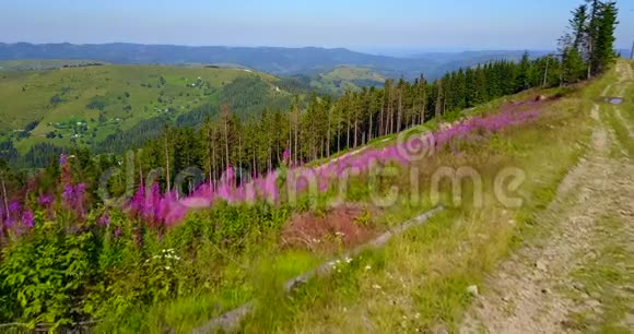 山上的粉色花朵无人机飞行视频的预览图