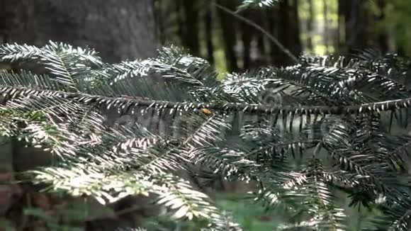郁郁葱葱的绿色森林背景下红杉特写镜头的分支视频的预览图