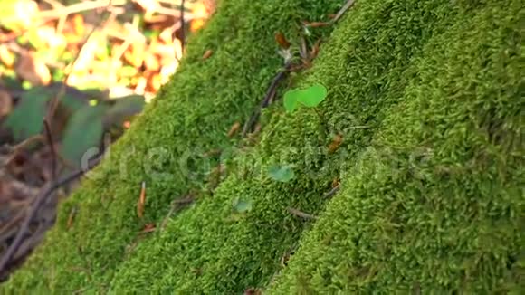 树干上生长的多年生绿色苔藓特写细节视频的预览图