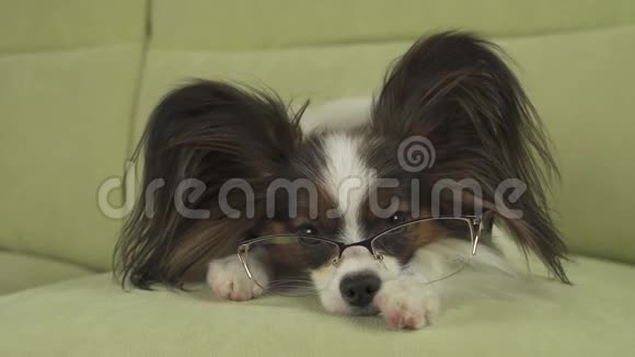 戴眼镜的狗狗狗爪子躺在沙发上在客厅里思考着股票录像视频的预览图