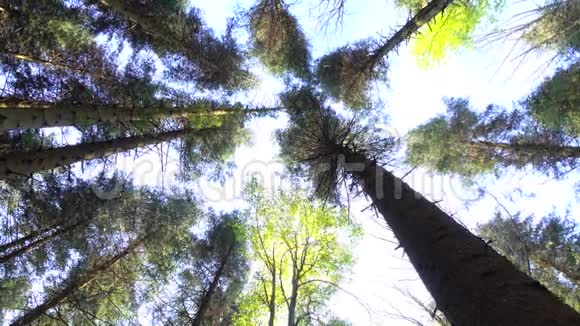 几百年前的树梢和树干随风摆动视频的预览图