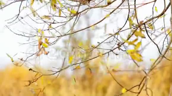 风摇秋黄叶视频的预览图