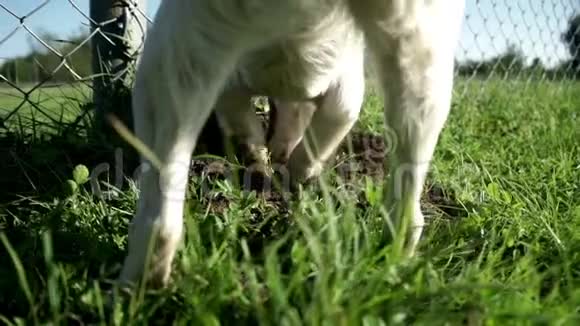 狗种杰克罗塞尔猎犬挖洞鼻子和爪子狗挖个洞视频的预览图