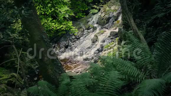 小瀑布在森林中开放视频的预览图