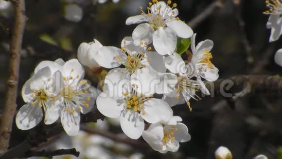 春天盛开的白色苹果树近点视频的预览图