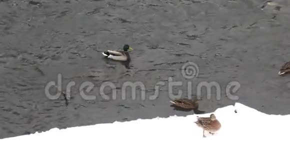 冬天野鸭在水边河冰上的鸟动物在自然环境中的生活视频的预览图