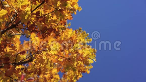 阳光透过黄橡树的叶子照耀背景上的蓝天美丽的秋天金色森林黄叶视频的预览图