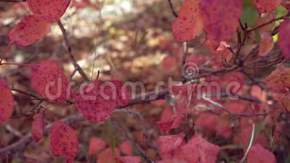 嫩枝拍摄的红叶在灌木和秋林中柔和地集中在背景上美丽的秋天五彩缤纷的森林视频的预览图