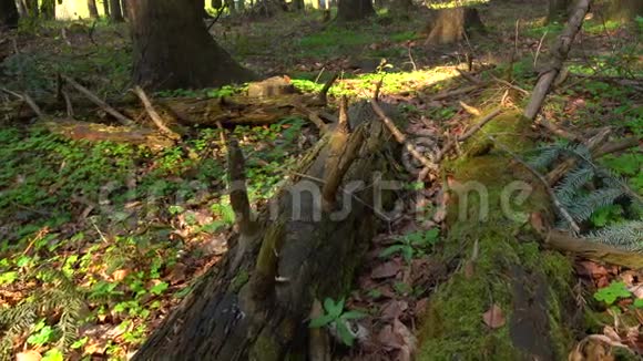 大自然的野生森林倒下的树木长着苔藓视频的预览图
