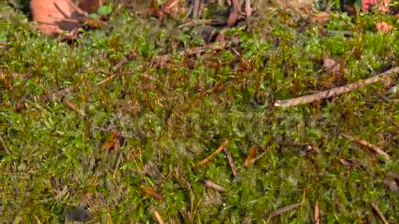 新植物的苔藓和干枝发芽特写视频的预览图