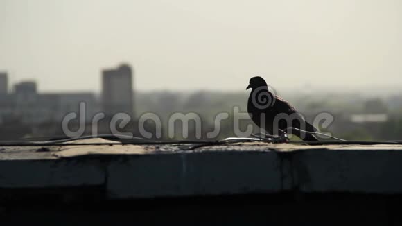孤独的鸽子清理屋顶上的羽毛视频的预览图