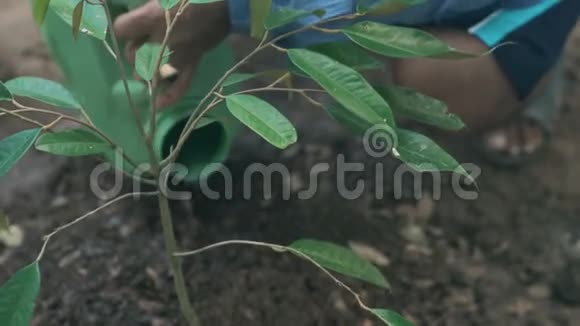 种植浇水榴莲树一棵视频的预览图