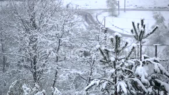 雪落在路附近的云杉上慢动作视频的预览图