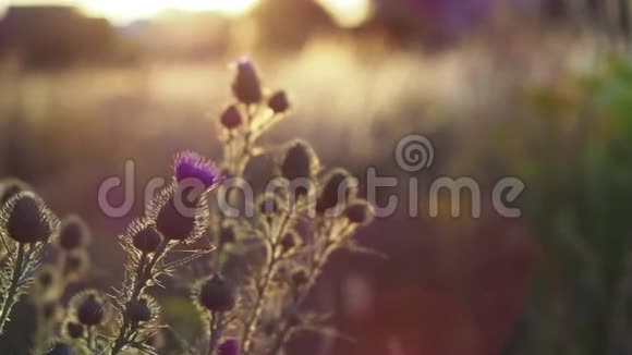 日落时分紫色的盛开的蓟和一片野生草地模糊的背景视频的预览图