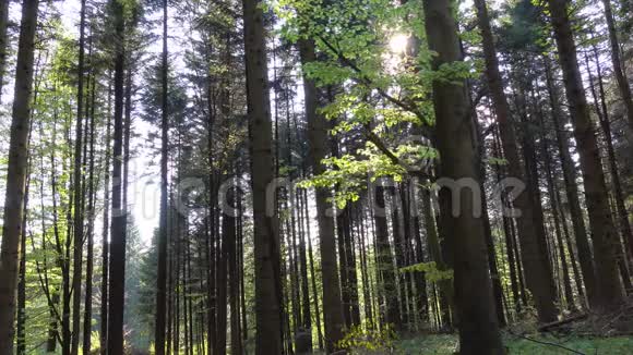 阳光穿过细长的绿色树干野生森林视频的预览图