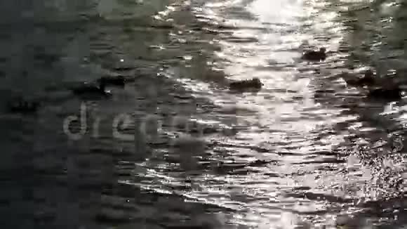 池塘和太阳耀斑和鸭子视频的预览图