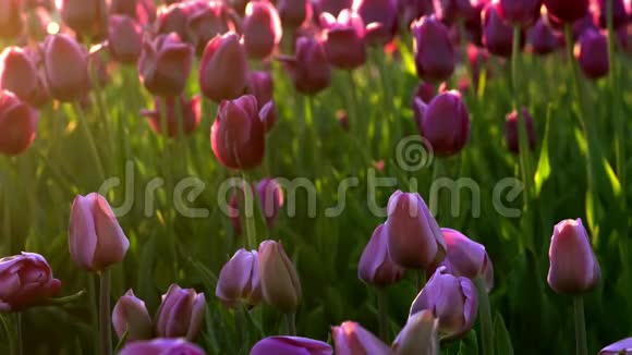 紫花郁金香在城市花坛上随风摇曳夕阳的光芒美丽地照亮了这朵花视频的预览图
