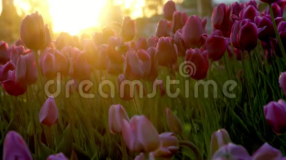 紫花郁金香在城市花坛上随风摇曳夕阳的光芒美丽地照亮了这朵花视频的预览图