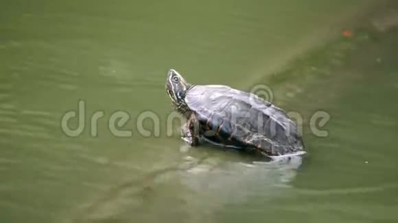可爱的小乌龟坐在国家公园的绿色池塘里视频的预览图