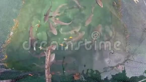 大型海洋鱼在镜头前游泳绿松石透明水中的大鱼餐馆里的水中的避难所视频的预览图