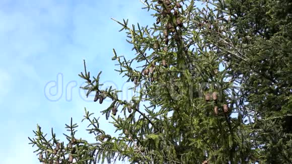 多年生冷杉树的枝顶着天空的圆锥形视频的预览图