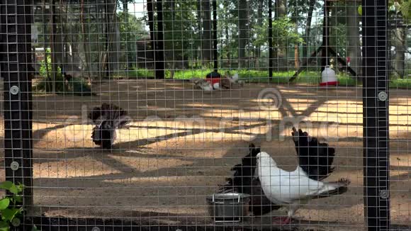动物园笼子里的各种珍奇鸟类视频的预览图