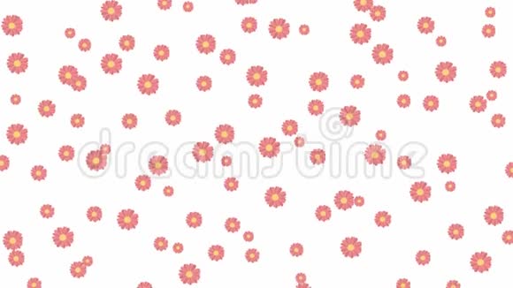 动画粉红色的花在白色背景上从上到下飞舞视频的预览图
