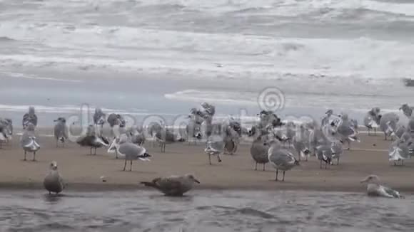 海鸥在白天飞过海洋和海滩视频的预览图