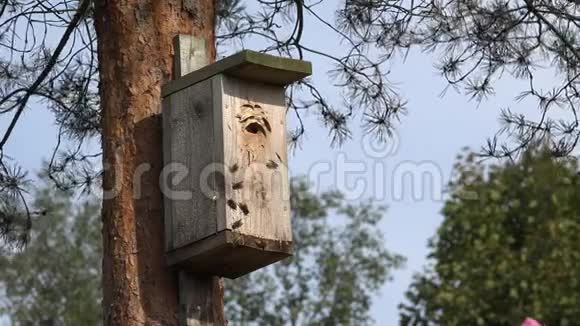 把飞进松树上的木制巢箱里的黄蜂关起来4K视频的预览图