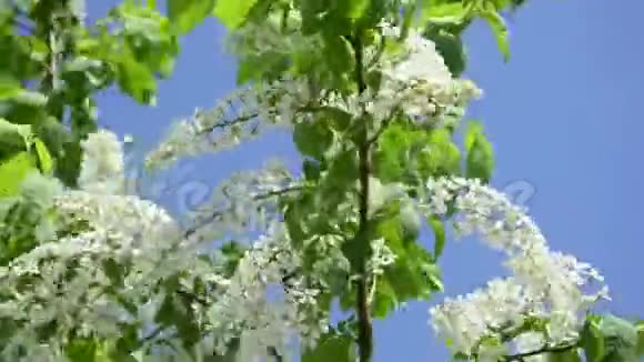 春天的花鸟樱桃在蓝天的背景下枝鸟樱桃在风中摇动视频的预览图