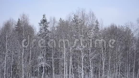 北极圈不同森林背景下的大雪视频的预览图