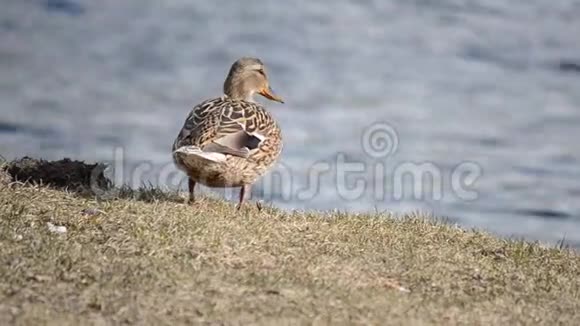 美丽的雌性野鸭在浅棕色的草地上旁边是开阔的大海背景是视频的预览图