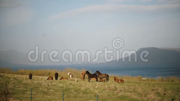 美丽的景色冰岛马群走在田野上吃着草农村农场视频的预览图