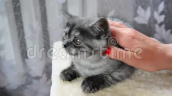 雌性手抚摸一只英国品种的灰色小猫视频的预览图