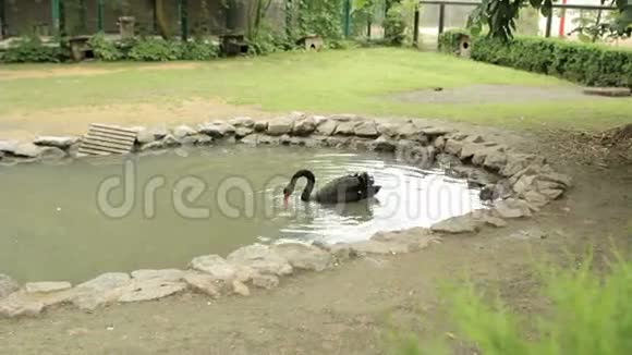 黑天鹅在池塘里游泳视频的预览图