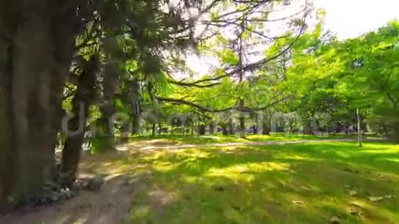 在夏日阳光明媚的一天在城市公园的绿草坪下漫步视频的预览图