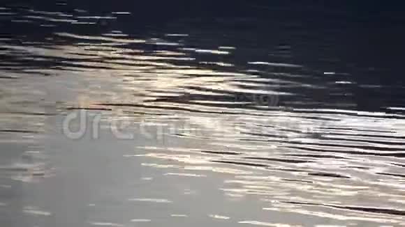 海鸥在蓝色峡湾海面上飞行有小浪和反射阳光视频的预览图
