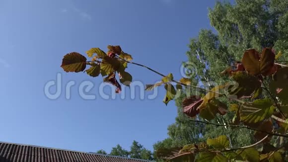 福伯特榛子树枝与坚果在蓝天和屋顶4K视频的预览图