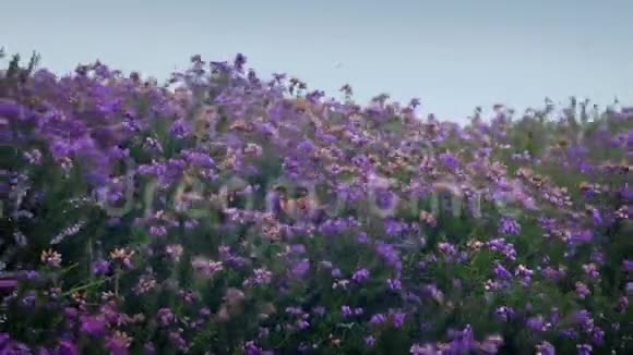 大风中的山雀植物视频的预览图